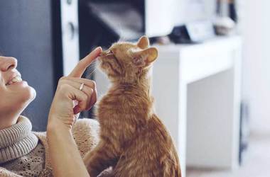 Cat Repellents