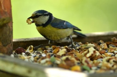 Wild Bird Food