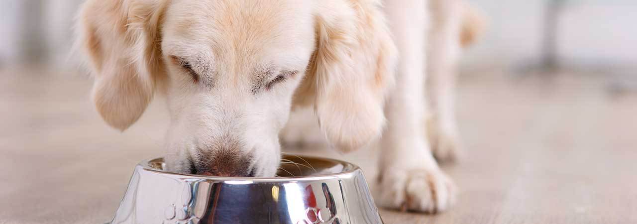 Natural Dental Dog Food For Sensitive Mouth photo