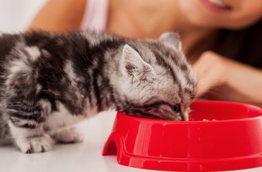 Kitten Food
