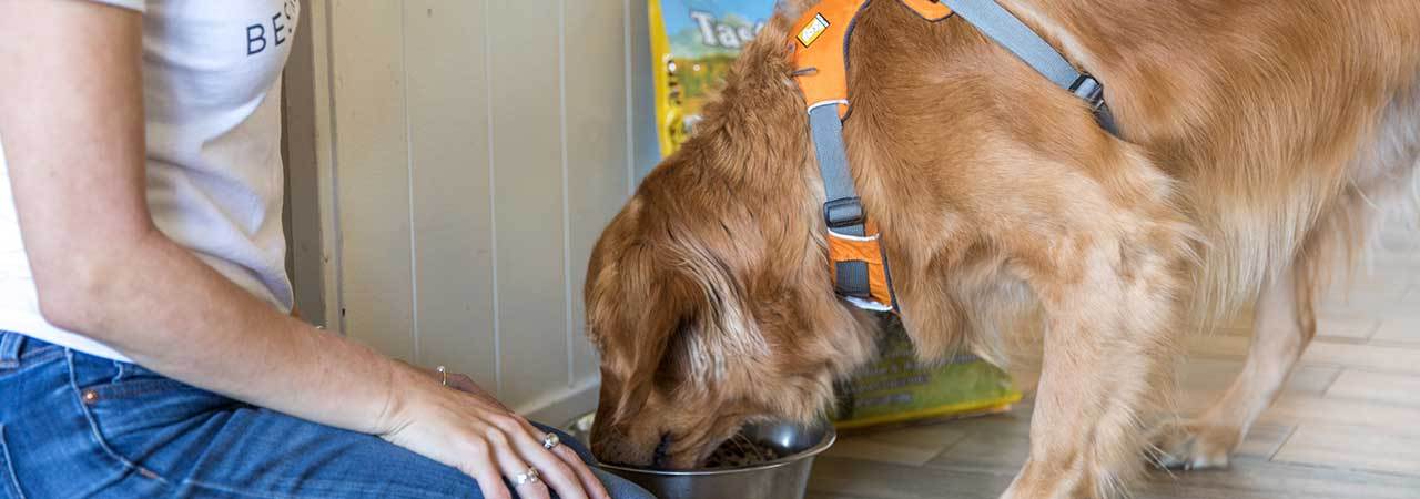 5 Best Slow Feed Dog Bowls Feb 2020 Bestreviews