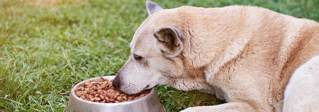 Best Food for Large Dog Nutrition Guide