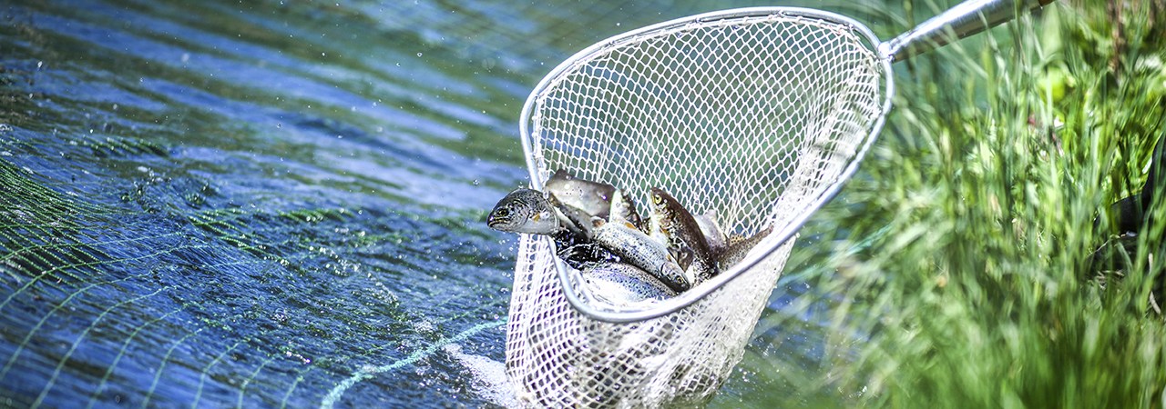 5 Best Fishing Nets - Mar. 2024 - BestReviews