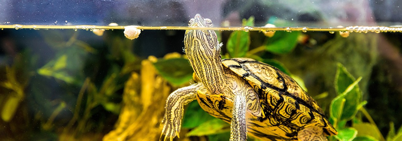 5 Best Turtle Tanks - Nov. 2024 - BestReviews