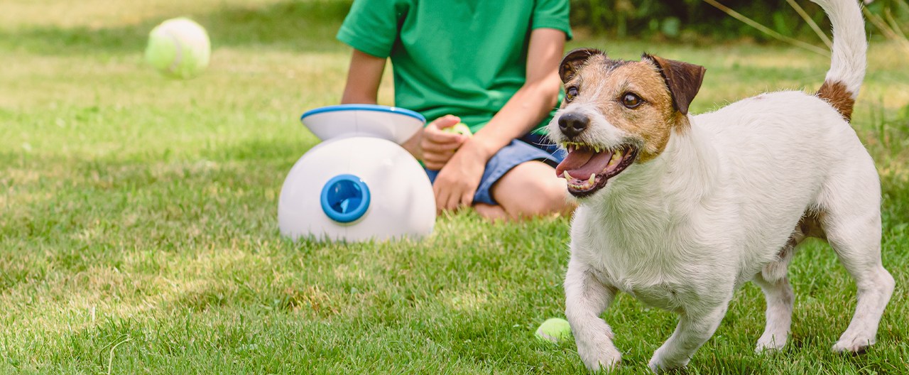 5 Best Automatic Dog Ball Launchers - Nov. 2024 - BestReviews