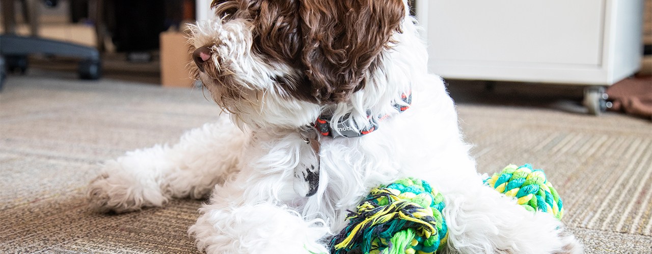 5 Best Flea Collars for Dogs May 2024 BestReviews