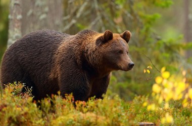 Bear Sprays