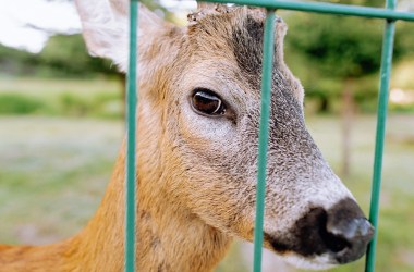 Deer Repellents