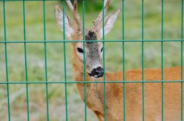 Deer Repellents