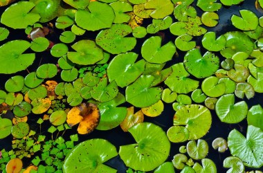 Way to Kill Lily Pads