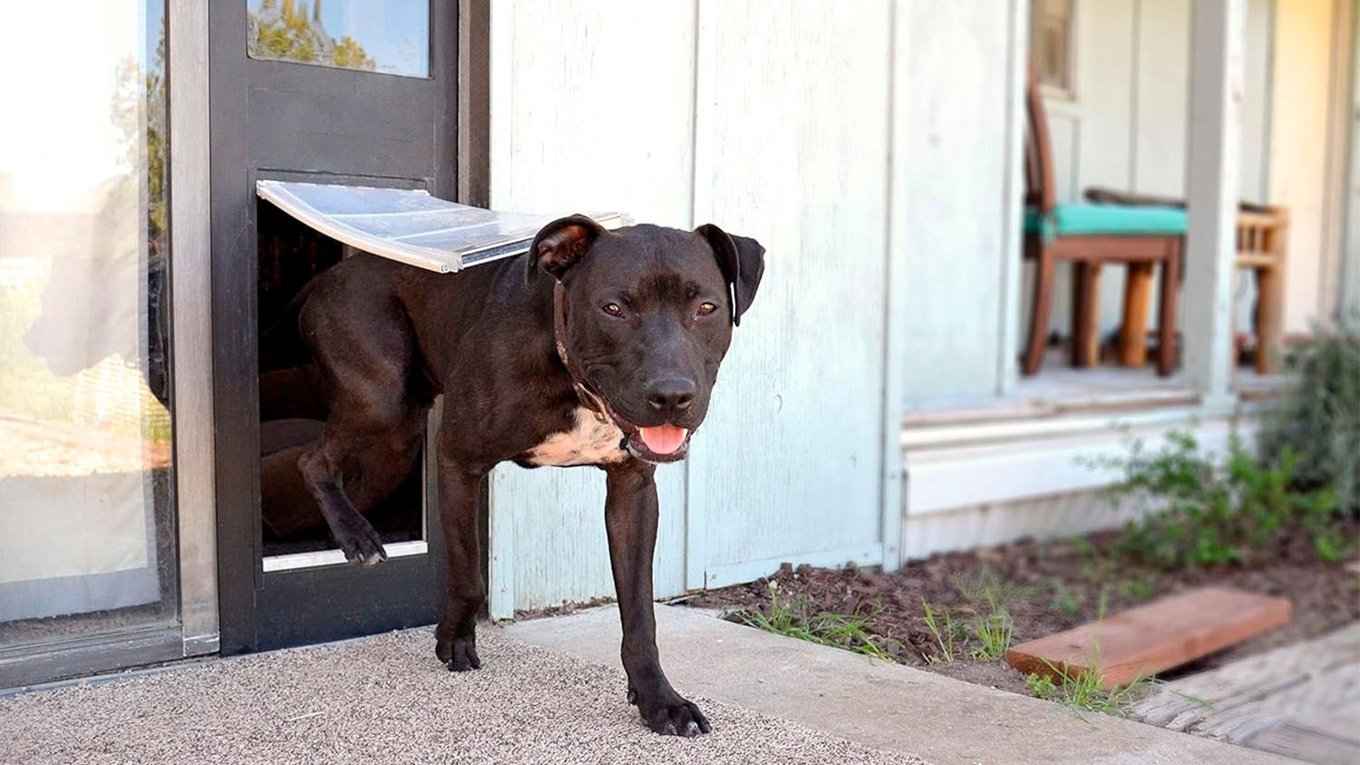 Best Sliding Glass Doggy Door, image size:1500x844