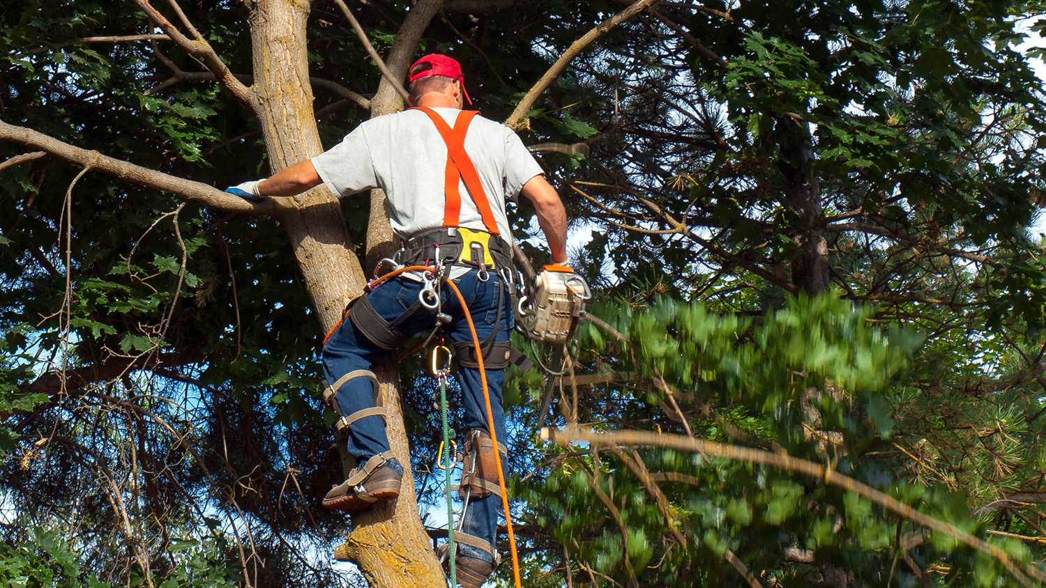 5 Best Tree Climbing Gear Sept. 2024 BestReviews
