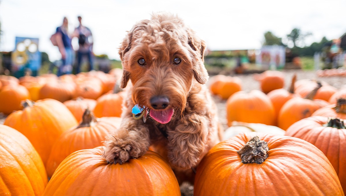 apparently-pumpkin-spice-season-is-for-dogs-too