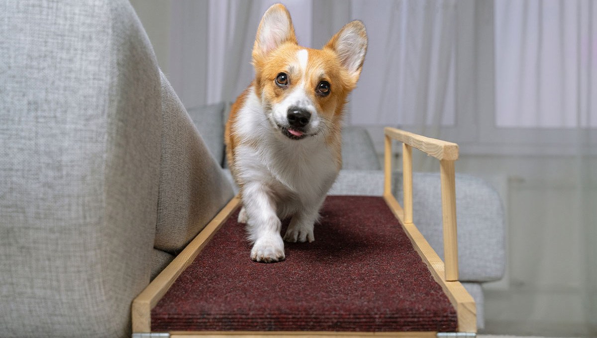Best dog stairs and ramps for your pup that needs a hand