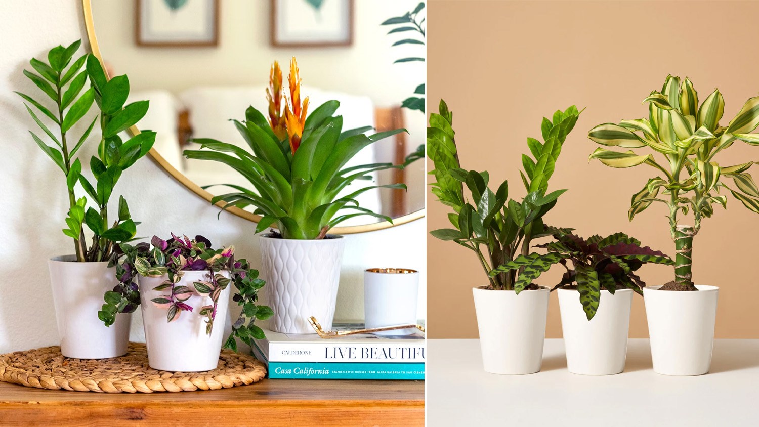 Pflanzen-Abo Box These plant subscription boxes will liven up your space