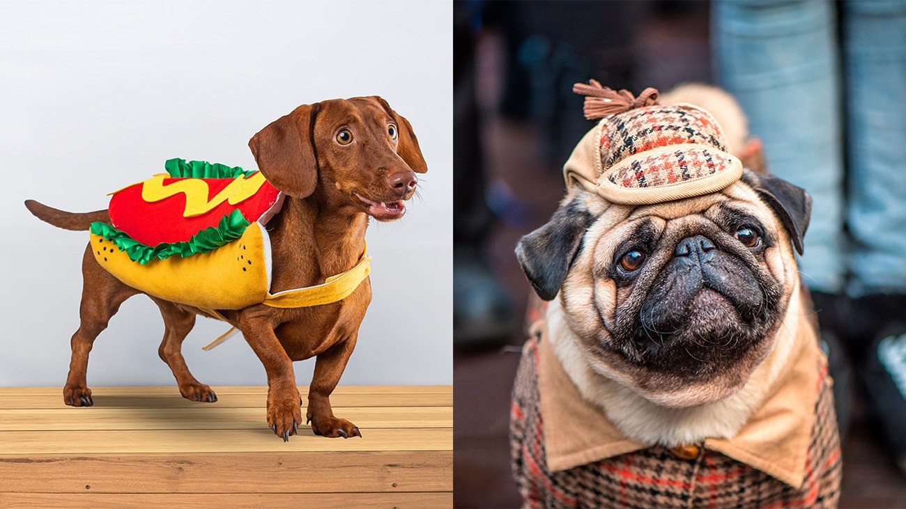 The best new Halloween pet costumes for 2023