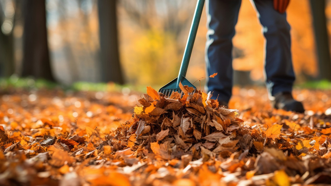 Experts explain why you should ‘leave the leaves’ this fall