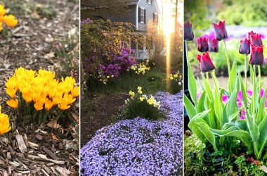 Plant bulbs in the fall for a gorgeous spring flower garden