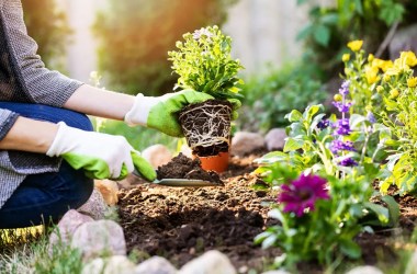 What to plant in August: best vegetables and flowers to grow