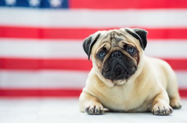 Best calming supplements for dogs who hate fireworks