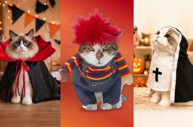 9 Halloween costumes that let your evil cat shine