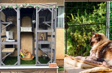 Catios are trending — here’s how to give your feline friend an outdoor oasis