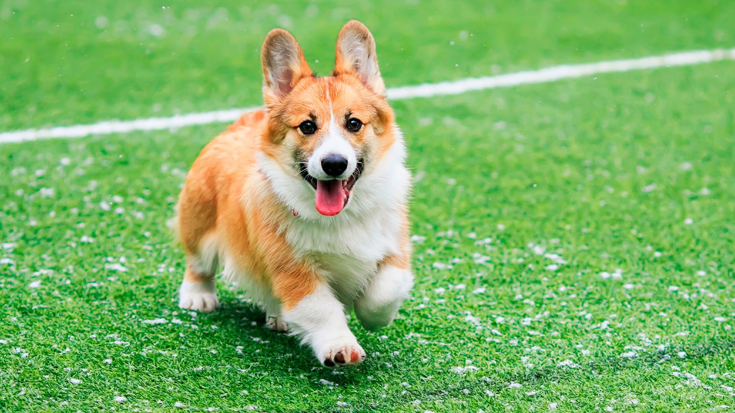 Chewy will give away thousands of free pet treats if the Eagles win the Chewy will give away thousands of free pet treats if the Eagles win the
