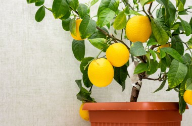 Container orchards are a thing — here's how to make your own