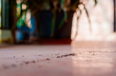 We tested Amazon’s bestselling ant trap — and it actually works