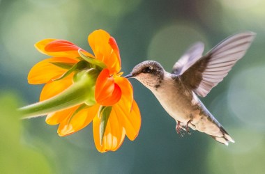 It's hummingbird migration season—this map shows when they'll be in your yard