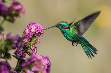 The 2026 hummingbird spring migration map shows you when they’ll be in your yard