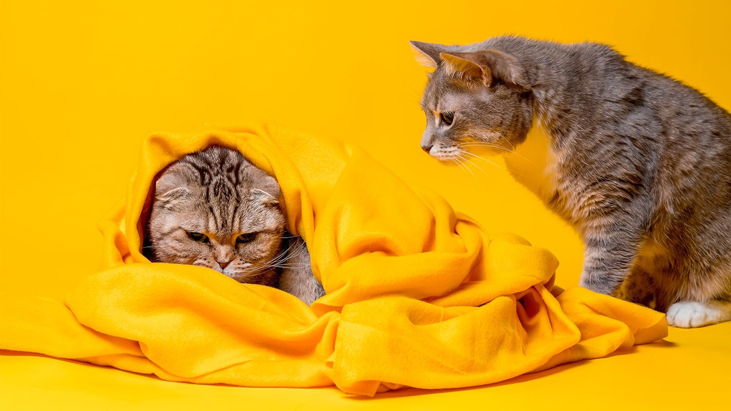 Want to save your relationship? Try sleeping with separate blankets