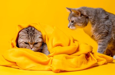 Want to save your relationship? Try sleeping with separate blankets