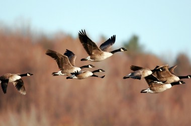The Birdcast migration map shows where birds are in real time