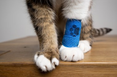 How much will pet insurance cost in 2026? A complete breakdown