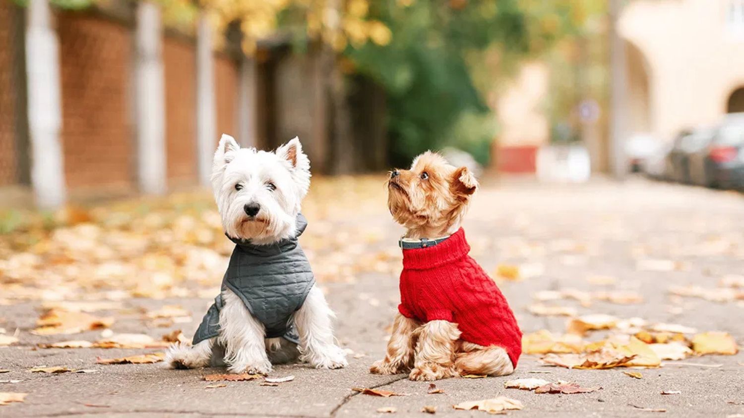 Cold weather tips for pet owners
