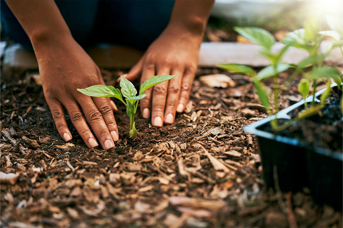 What to plant in September: Best vegetables and flowers to grow