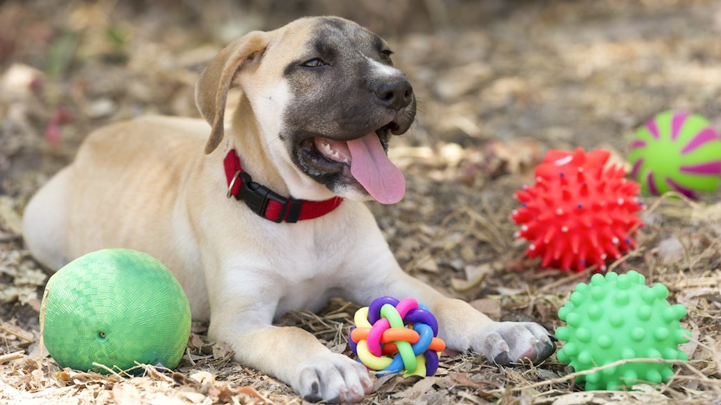 5 Best Dog Chew Toys Nov. 2020 BestReviews