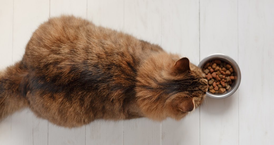 5 Best Cat Food Jan. 2021 BestReviews