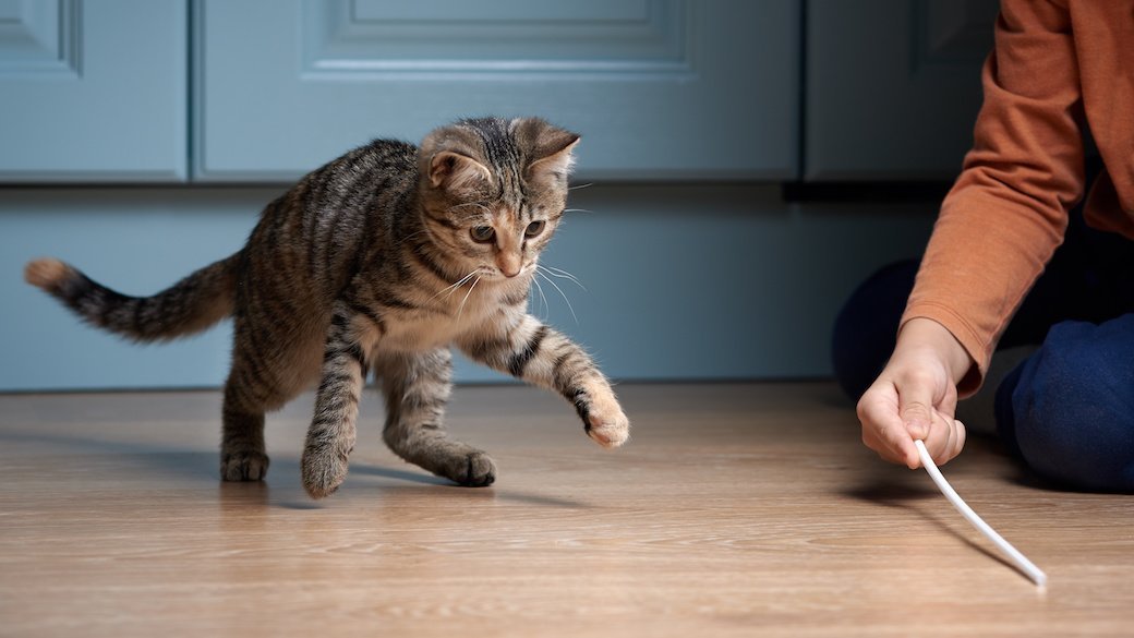 5 Best Calming Products for Cats June 2021 BestReviews