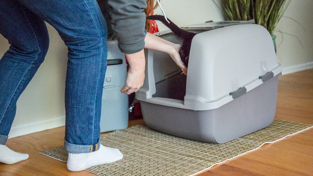 5 Best Hooded Cat Litter Pans May 2021 BestReviews