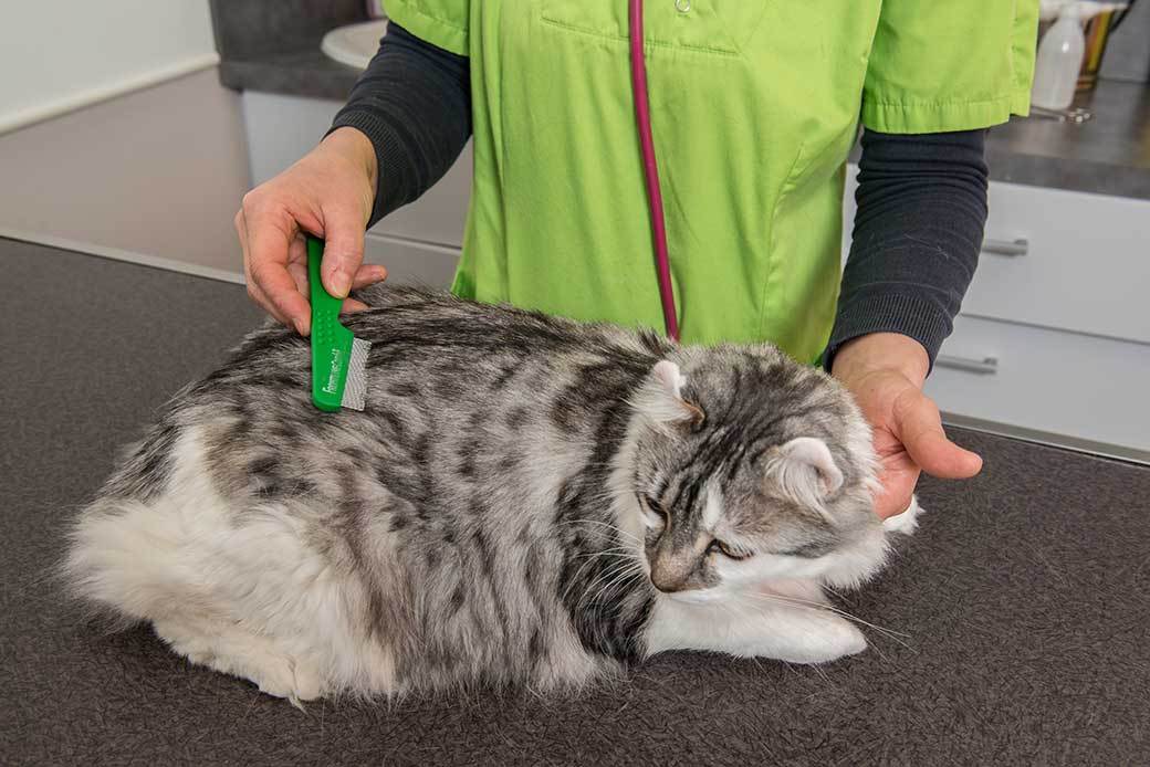 5 Best Flea Combs Apr. 2021 BestReviews