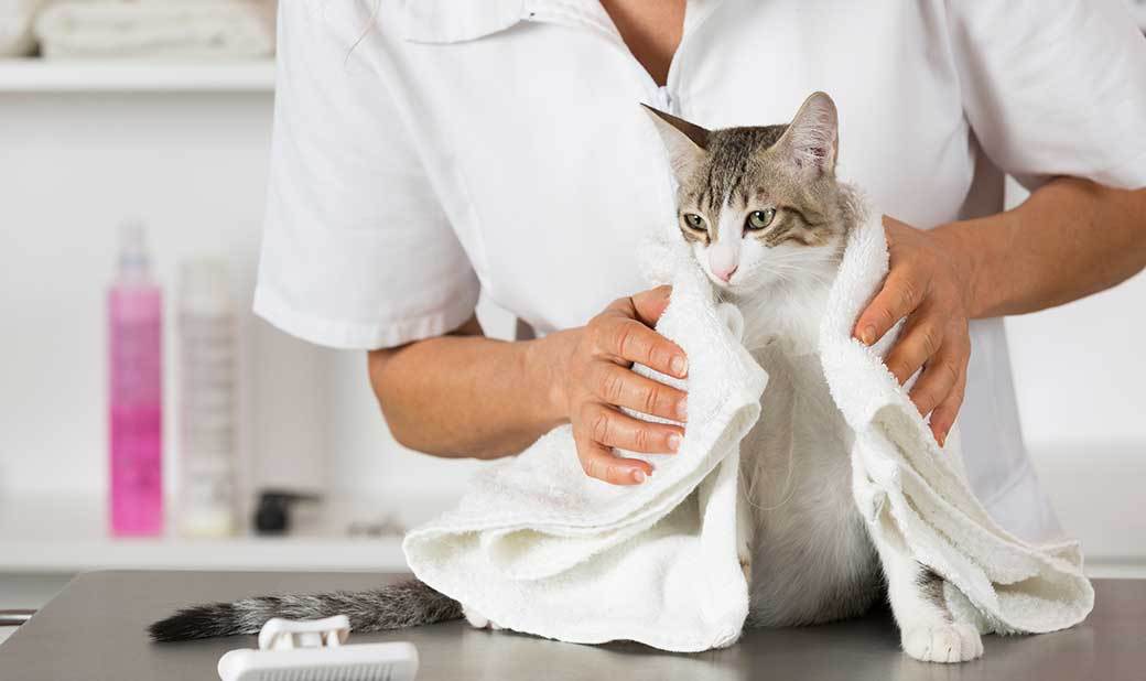 5 Best Waterless Cat Shampoos Jan. 2021 BestReviews