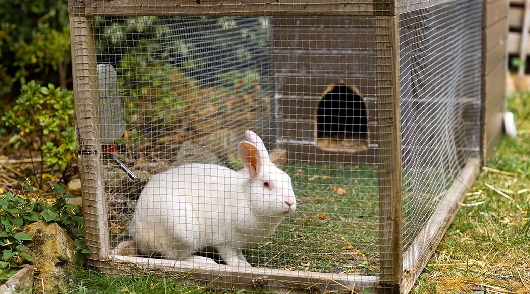 5 Best Rabbit Cages Apr. 2021 BestReviews
