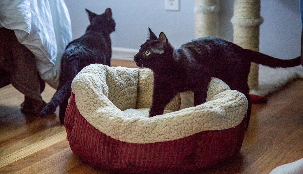 5 Best Cat Beds June 2021 BestReviews