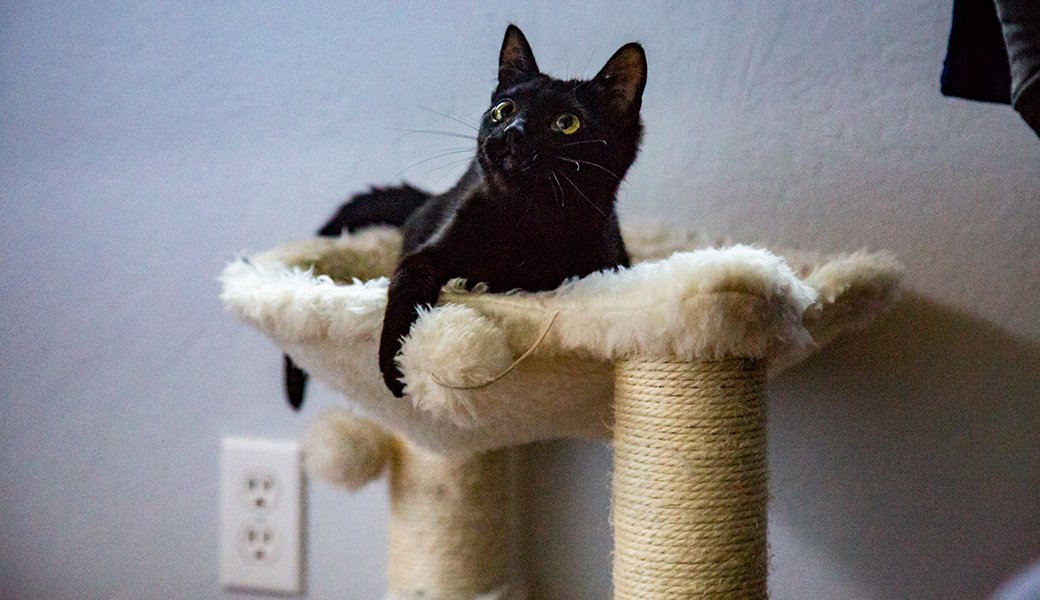 5 Best Cat Trees May 2021 BestReviews