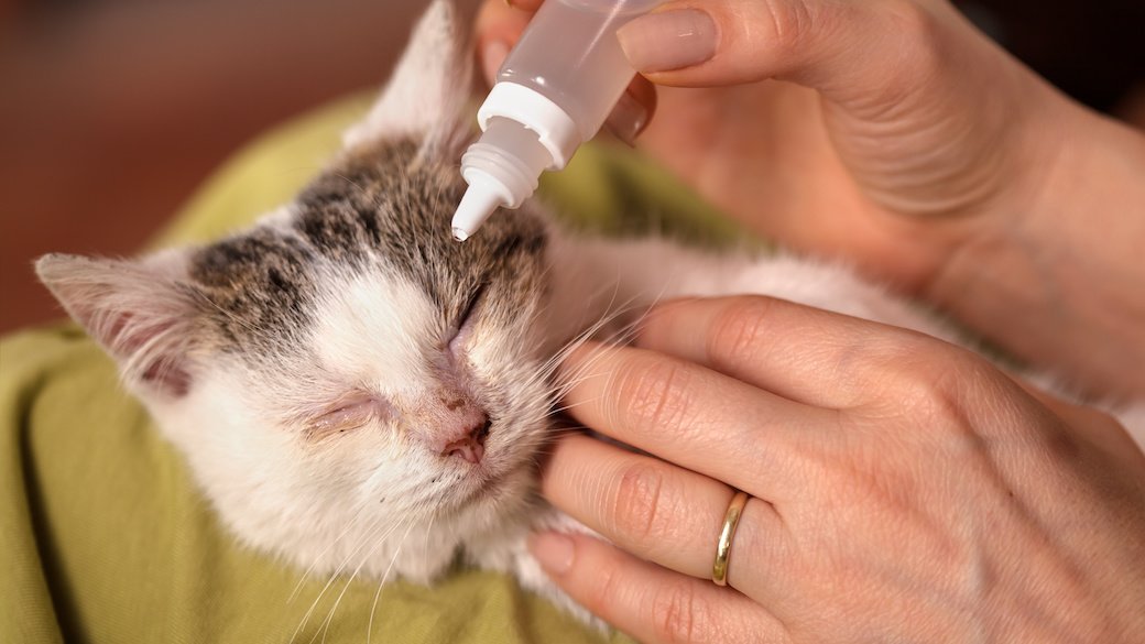 5 Best Calming Products for Cats June 2021 BestReviews