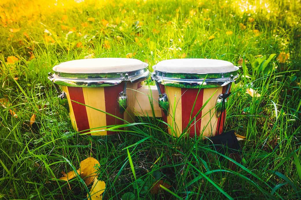 5 Best Bongo Drums - Sept. 2021 - BestReviews