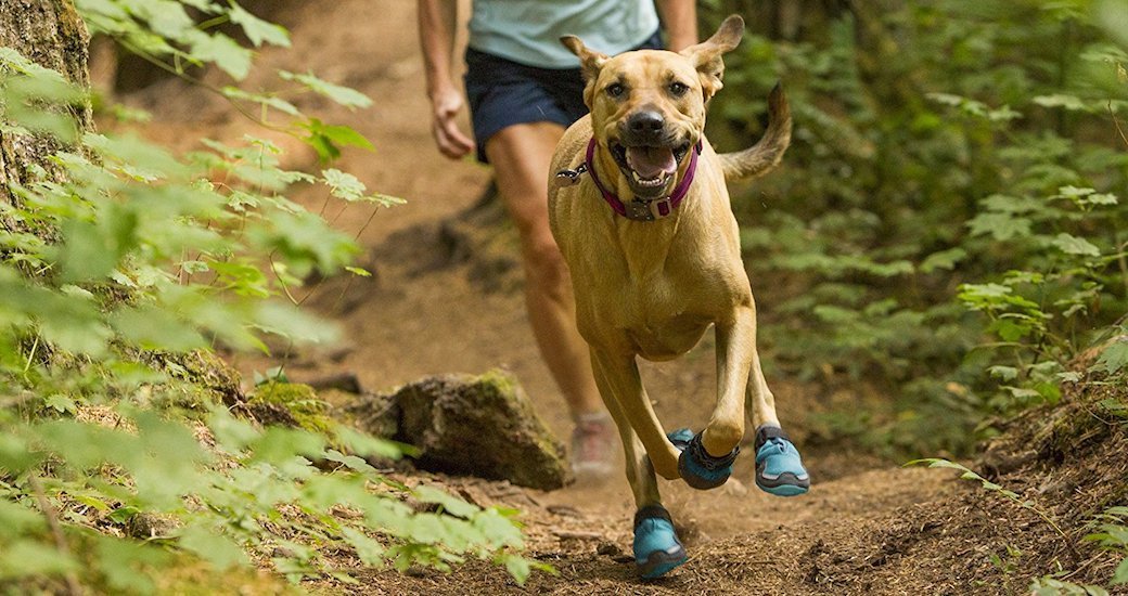 5 Best Dog Boots Aug. 2021 BestReviews