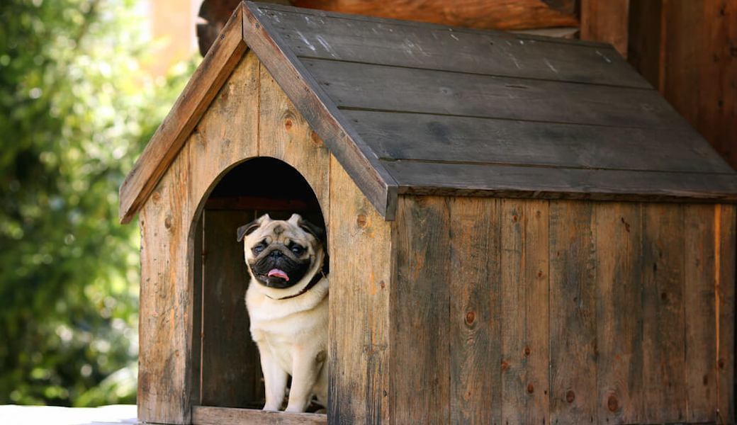 5 Best Dog Houses Apr. 2021 BestReviews